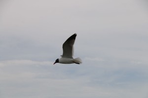 2016 IHS Conference-39 